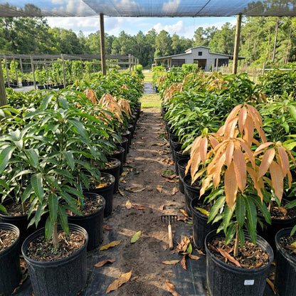 Valencia Pride Mango Trees Live Plants | 2.5–3 Ft Tropical Mango Variety | Fresh, Juicy Mango Fruit Tree for Yard & Patio | No Ship to CA,HI,AK