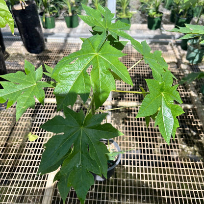 Live Plant - Hanging Papaya (Carica Papaya) Live Fruit Tree 1’-2’