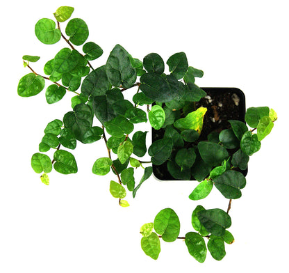 Josh's Frogs Ficus pumila 'Creeping Fig'