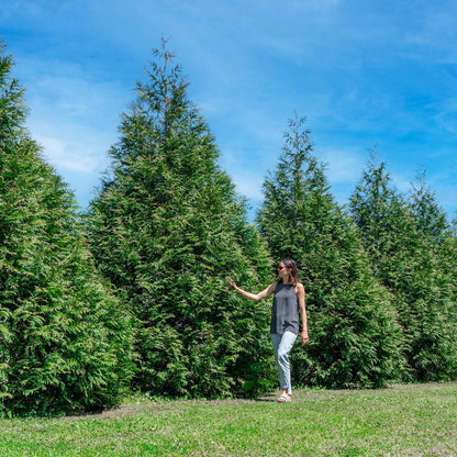 Perfect Plants Thuja Green Giant 1 Gallon 5-Pack | Privacy Evergreen Arborvitae | Adaptable Lush Green Foliage