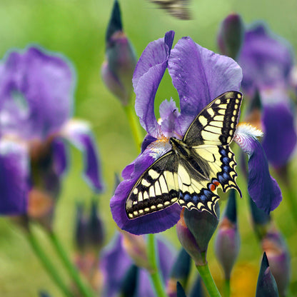 Dutch Iris Bulb Collection – Premium Mixed Blooms in Blue, White & Yellow | Late Spring Hardy Perennial Flowers for Beds, Borders & Containers – Attracts Pollinators – Zones 3–8 - (45 Bulbs)