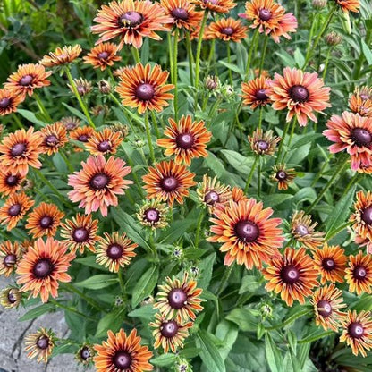 Black Eyed Susan Seeds - Heirloom Rudbeckia for Vibrant Autumn Gardens | 500 Non-GMO Seeds