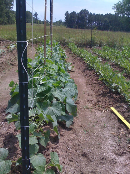6300FT Tomato Tying Garden Twine - Durable, Heavy-Duty Twine for Support and Growth