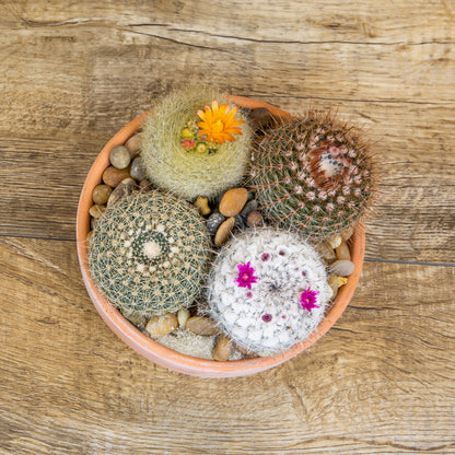 Altman Plants, Assorted Cactus Plants Live Cactus Decor (12PK), Cactus Plant Live Succulents Plants Live in Cactus Soil Potting Mix, Live Cacti Plants Live Succulent Plants Live Plants in Cactus Pot