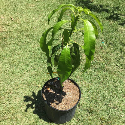 Mango Tree - Live Fruit Tree in a 3 Gallon Pot - Mangifera Indica 'Coconut Cream' - Tropical Edible Fruit Bearing Tree