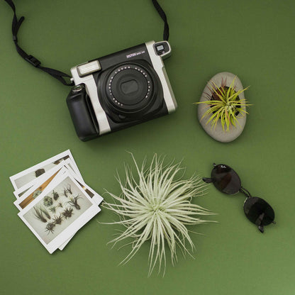 Air Plant Shop 10 Pack Rare Tectorum Ecuador Air Plants - Unique, Bright White, Nursery-Grown Tillandsia House Plant with Fuzzy Trichomes for Terrariums, Driftwood & Living Walls - Wholesale