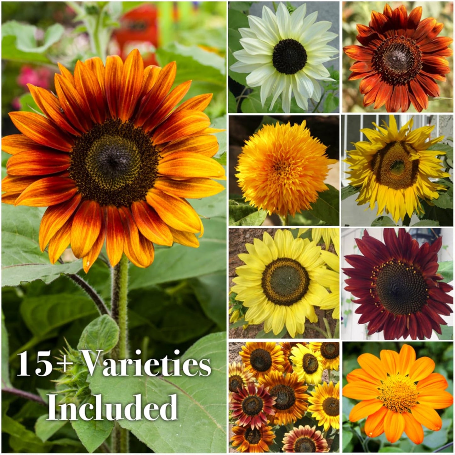 Seed Needs Sunflower Seeds - Crazy Blend Heirloom Varieties | 1 Ounce Resealable Bulk Package