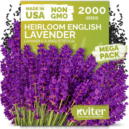 KVITER English Lavender Seeds - Organic Heirloom Perennial for Indoor & Outdoor Planting | Non-GMO Lavandula angustifolia