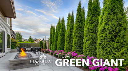 Thuja Green Giant Arborvitae - 30 Live Trees 2" Pot Size - Evergreen Privacy Plants