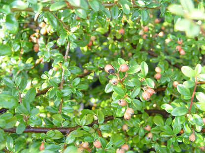 Cotoneaster dammeri 'Coral Beauty' (Coral Beauty Cotoneaster) Shrub, 3 - Size Container