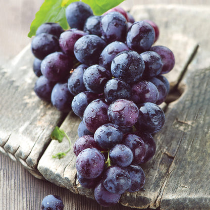 Garden State Bulb Concord Seedless Grape, Bare Root, Non-GMO, Spring Planting (Bag of 1)