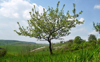 Antonovka Apple | Medium Tree Seedling | The Jonsteen Company
