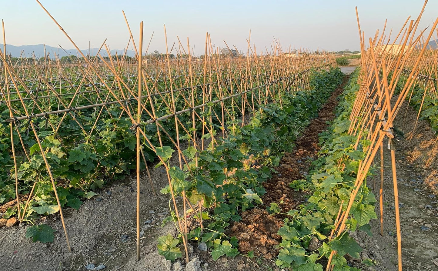 Bamboo Garden Stakes - 4 Feet Tall | 65 Pcs Durable Plant Supports for Tomatoes, Beans & Flowers