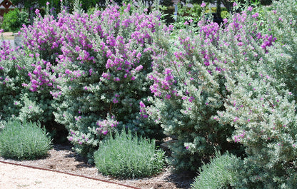 American Plant Exchange Texas Sage – 10-Inch Pot – Live Flowering Shrub with Silvery Foliage, Drought Tolerant Plant for Home, Garden, or Landscape Decor
