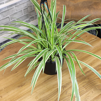 Live Spider Plant in 6" Hanging Basket with Detachable Hook, Pet Friendly Houseplant for Home or Office, Unique Seasonal Varieties, Real Easy to Grow Houseplants by Plants for Pets
