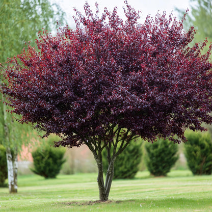 2 Purpleleaf Sand Cherry Shrubs/Trees - 36-48" Tall Live Plants - Purple Leaf Cistena Plum Bushes - Prunus x cistena - (2 Pack)