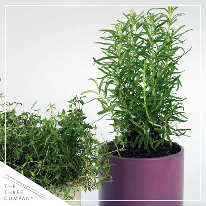 Live Aromatic and Healthy Herb - Rosemary, Improves Breathing, Wrapped in Deco Cover, 14" Tall by 6" Wide in 1.25 Quart Pot