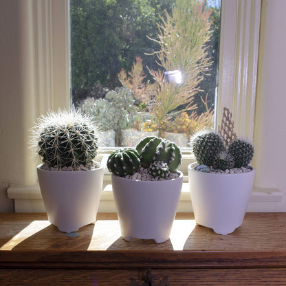Assorted Cactus Collection 2.5" 12 pack