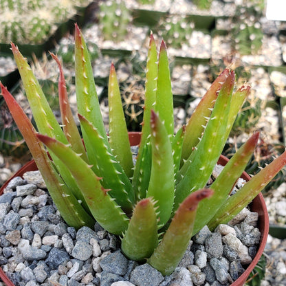 Aloe Vera chinensis Cacti Cactus Succulent Real Live Plant