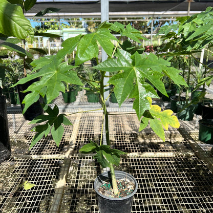 Live Plant - Hanging Papaya (Carica Papaya) Live Fruit Tree 1’-2’