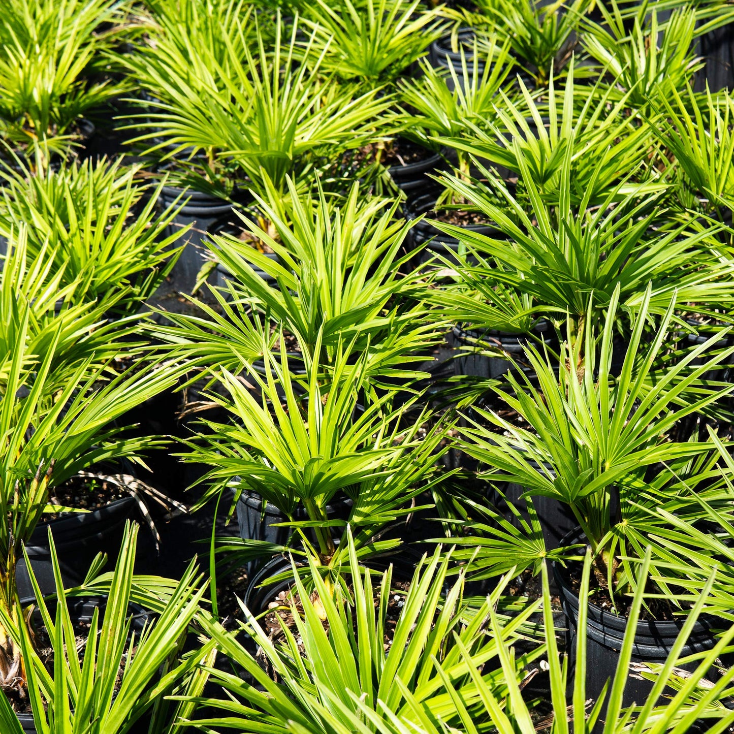 Windmill Palm 1 Gallon