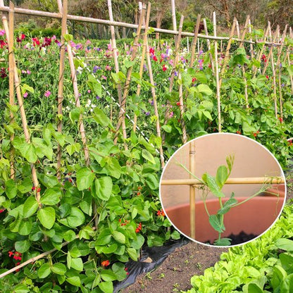 GAGINANG Bamboo Garden Stakes - 4.8FT Sturdy Natural Support for Tomatoes, Vegetables & Climbing Plants - 20 Pcs