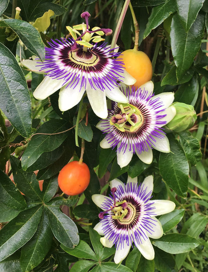 Passion Fruit Plant - Live Plant in a 4 Inch Growers Pot - Edible Fruit Bearing Vine for The Patio and Garden
