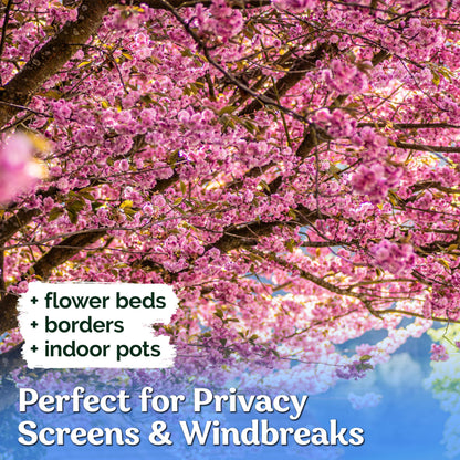 KVITER 30 Weeping Cherry Sakura Tree Seeds for Planting (Prunus Subhirtella) – Pink Japanese Cherry Blossom Tree, Higan/Rosebud/Spring Cherry Seeds – Flowering Trees for Home, Patio & Outdoor Garden