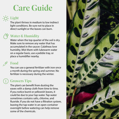 American Plant Exchange Calathea Rattlesnake – 6-Inch with Pot Cover – Live Pet-Friendly Indoor Houseplant with Wavy Green Leaves for Low-Light Homes, Offices, Bedrooms & Shelf Décor