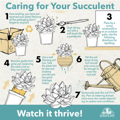 Live String of Pearls Succulent Plant Decor Hanging Basket, Real Succulents & Houseplants for Home or Office, Senecio Rowleyanus, Unique House Plants