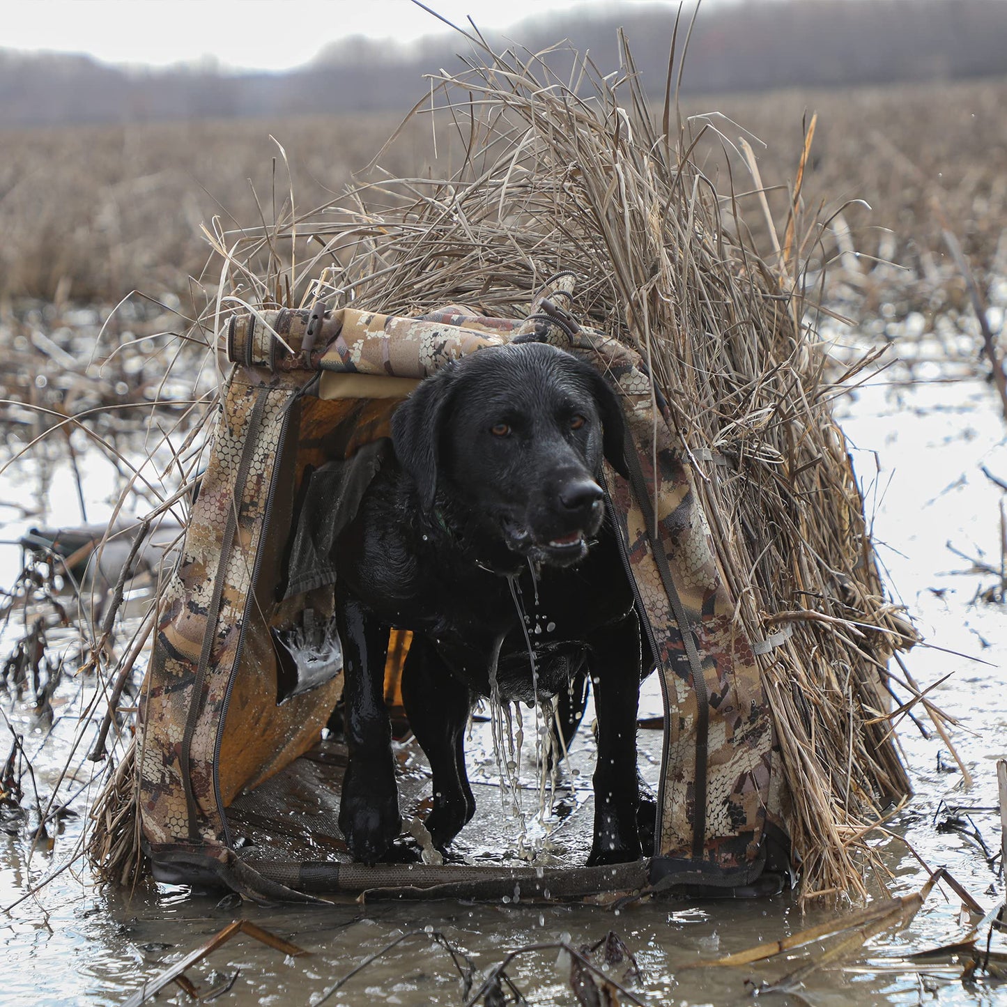 Momarsh Invisi Lab Dog Blind for Waterfowl Hunting | Adjustable Pet Blind for Dry or Wet Land Hunting & Training | Water Resistant Shell with Mesh Draining Bottom | Optifade Marsh