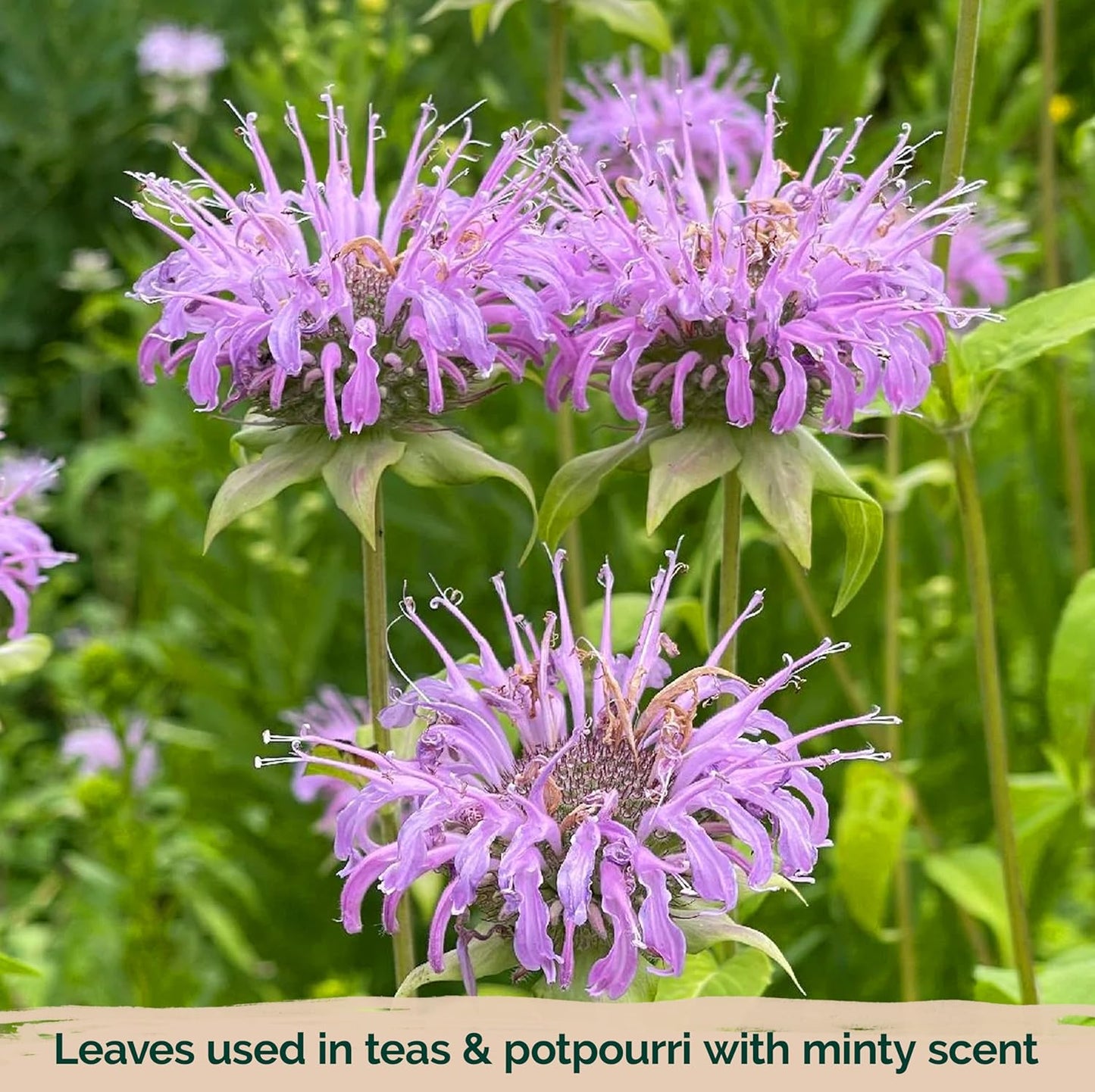 KVITER Wild Bergamot Seeds - 2,000 Organic Non-GMO Bee Balm Seeds for Pollinator Gardens | 2 Pack