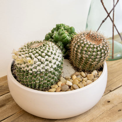Altman Plants, Assorted Cactus Plants Live Plants (3PK), Cactus Plant Live Succulents Plants Live Cactus Decor, Indoor Plants Live House Plants in Cactus Soil, Live Cacti Plants Live Succulent Plants