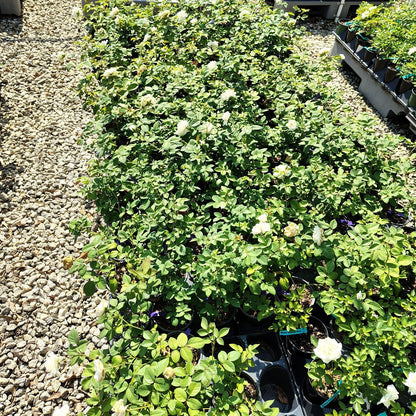 Live Plant - Cloud 10 White Climbing Rose - Live Plant - (1 Qt) - Repeat Blooms