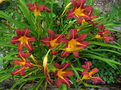 Ming Toy Daylily | 1 Live 4 Inch Pot | Hemerocallis Plants | Beautiful Low Maintenance Blooming Groundcover