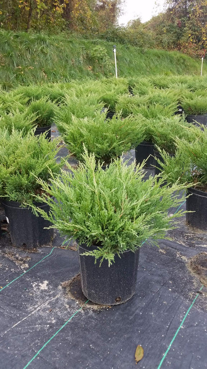 Compact Andorra Juniper, green leafed evergreen in 2 Gallon pot - Juniper Horizontalis plumosa compacta 'Youngstown'