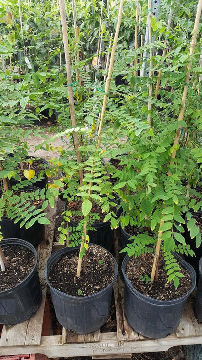 9EzTropical - Star Fruit Tree - Grafted Tree - 2 Feet Tall - Ship in 1 Gal Pot