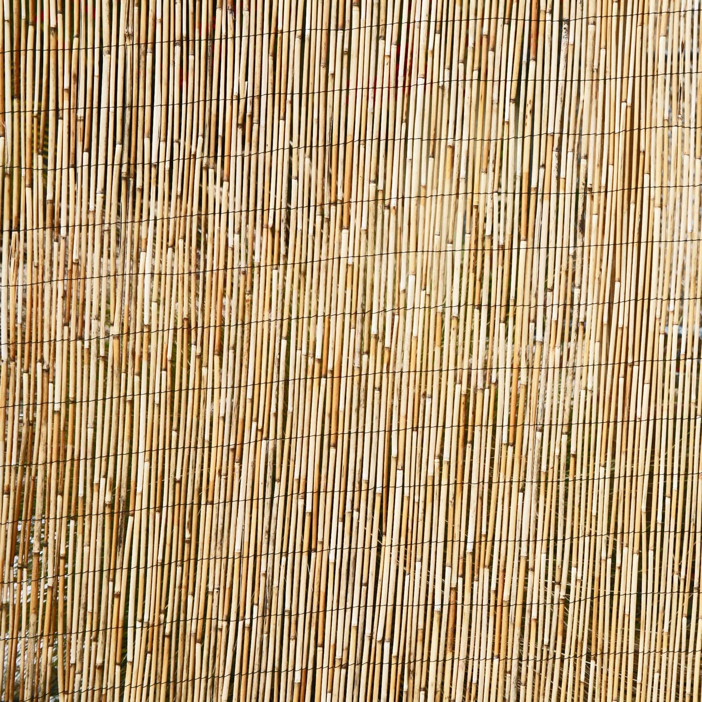 Forever Bamboo Jumbo Reed Natural Bamboo Screen Fencing Privacy Fence Backyard Divider Decorative Reed Garden Fencing 72 in H x 192 in L