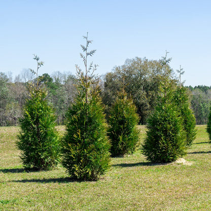 Perfect Plants Thuja Green Giant 1 Gallon 5-Pack | Privacy Evergreen Arborvitae | Adaptable Lush Green Foliage