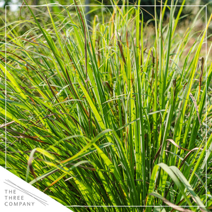 Live Healthy Lemongrass (2 Plants Per Pack) - Wards Off Pests - Natural Mosquito Repellant - Healthy and Fragrant - 10" Tall by 5" Wide in 1.5 Quart Pot