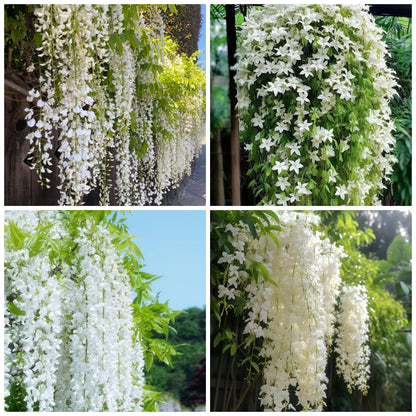 400+ Climbing Weeping Jasmine Flower Seeds for Planting Fragrant Plant Seeds Four Seasons Garden Home Jasmine Garden Balcony Climbing Flower
