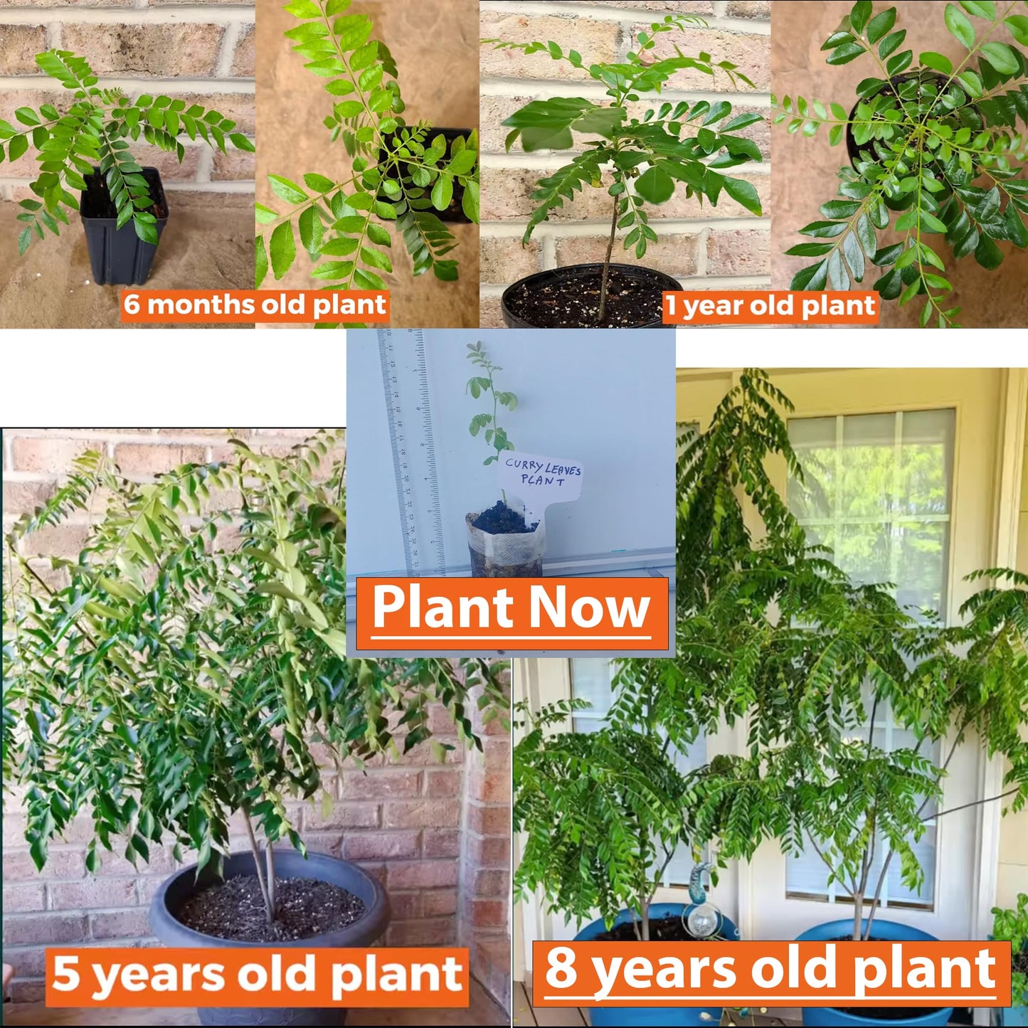 Curry Leaf Plant. Live Plant. Fragrant, Beautiful, Edible. Easy Grow. Indian Cooking Must Have. Murraya Koenigii. (2 Cups)