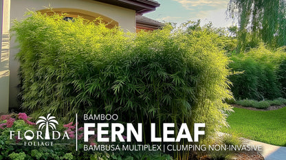 Fernleaf Bamboo | 1 Large Trade Gallon Size Plant | Bambusa multiplex | Clumping Bamboo Privacy Screens | Fast Growing Ornamental Hedge Gardens Walkways Borders Landscapes Foundation Accent Use