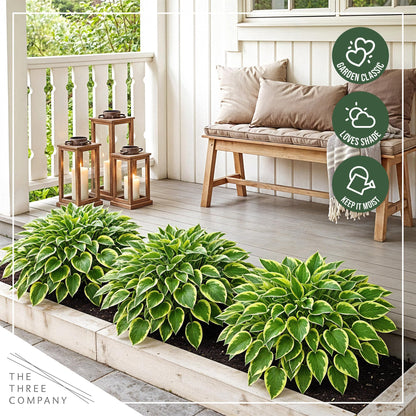 Live Perennial Hosta - Golden Tiara (3 Plants Per Pack) Beautiful Accent Plant, 10" Tall by 4" Wide in 1 Qt Pot