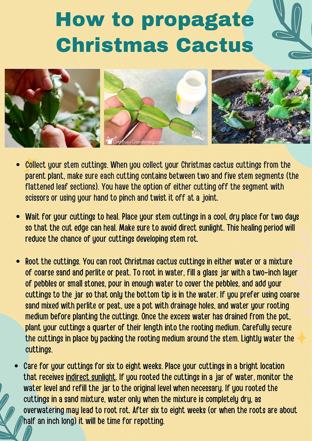 2" Orange Christmas Cactus Live Plant. (Orange)