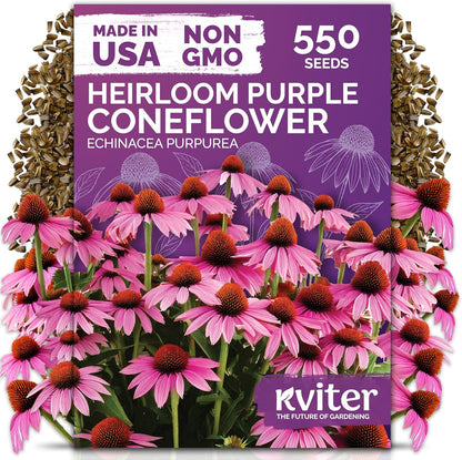 KVITER 550 Purple Coneflower Seeds | Echinacea Purpurea Herb Flower Seeds for Medicinal Gardens - Pollinator-Friendly