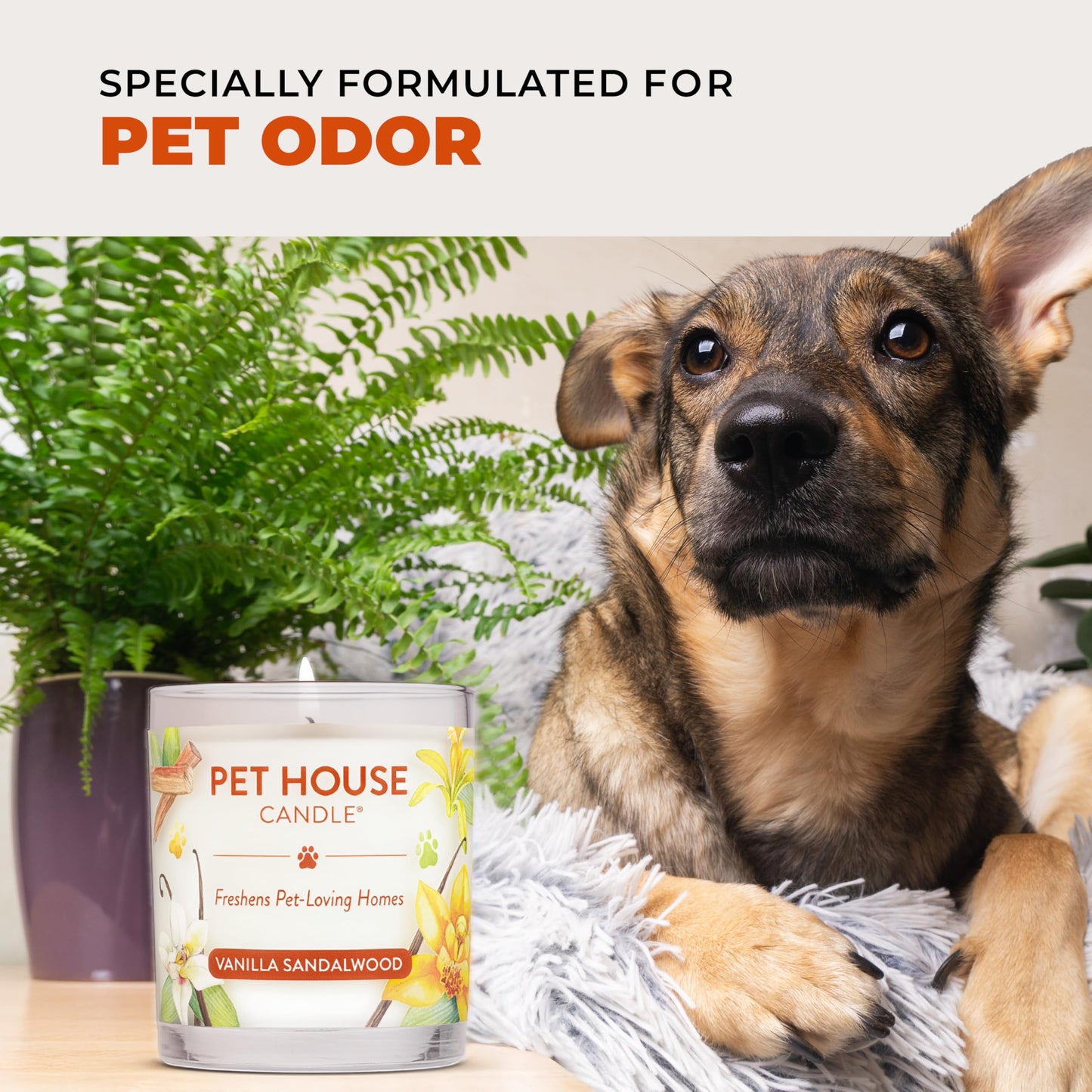 Pet House Pet Odor Candle Plant Based Scented Candle Clean Burning, Long Lasting for Home, Evergreen Forest