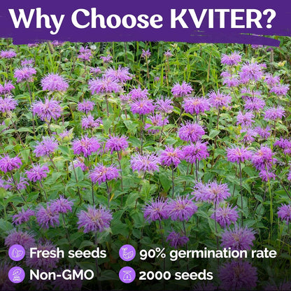 KVITER Wild Bergamot Seeds - 2,000 Organic Non-GMO Bee Balm Seeds for Pollinator Gardens | 2 Pack