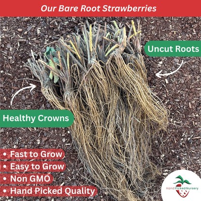 San Andreas Everbearing Bare Root Strawberry Plants - Large Strawberries, Produces Great in Cold and Hot Climates - from Hand Picked Nursery (10)