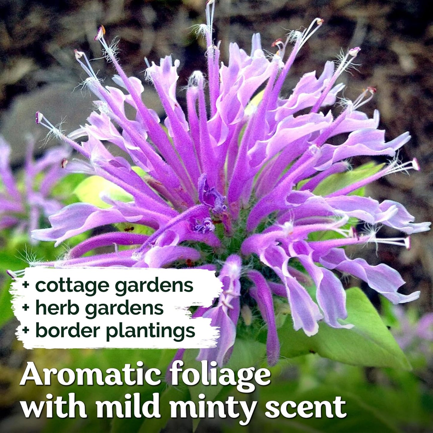 KVITER Wild Bergamot Seeds - 2,000 Organic Non-GMO Bee Balm Seeds for Pollinator Gardens | 2 Pack
